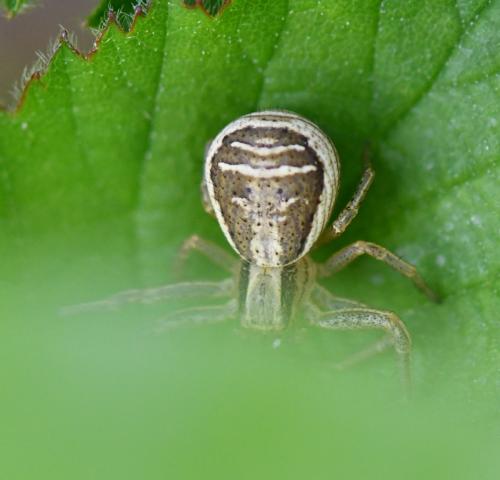 Réf. 256 195 : Xysticus ulmi